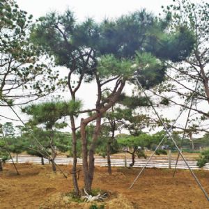 造型松