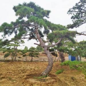 造型松