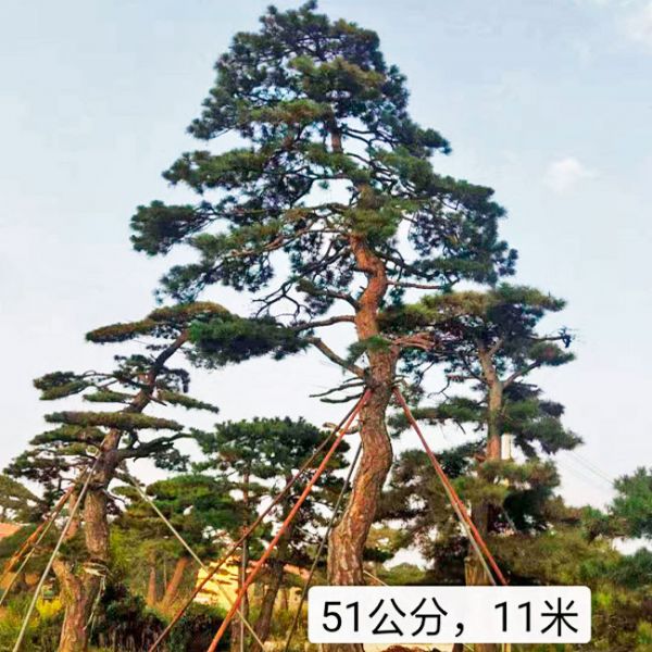 山东鼎韵园林绿化有限公司,造型油松基地