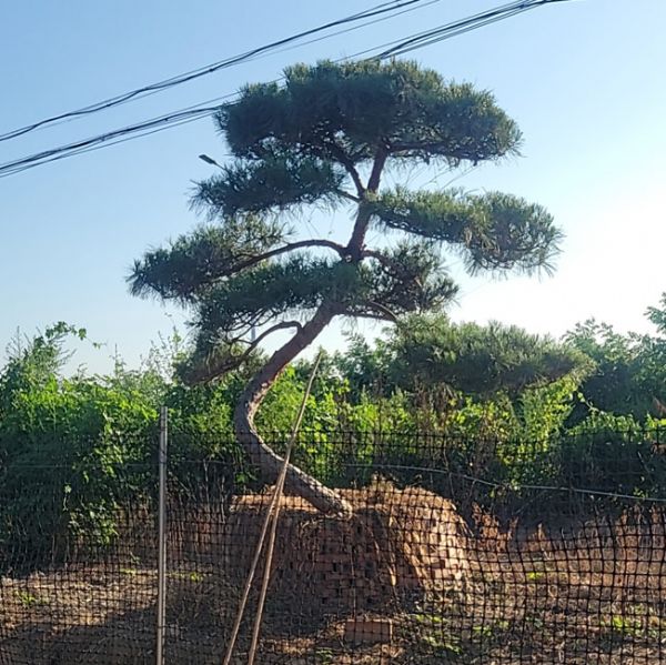 造型松