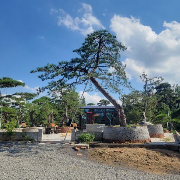 造型松