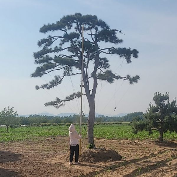 造型松