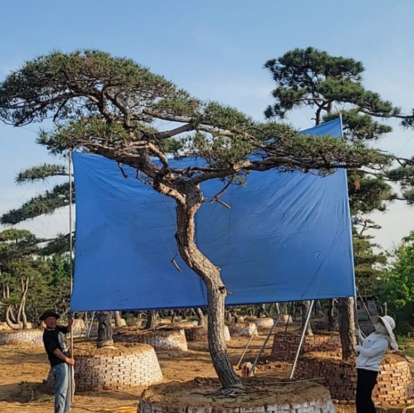 造型松