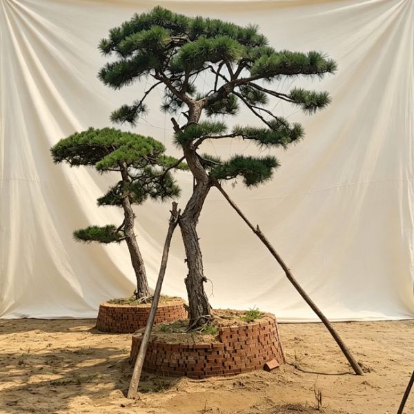 造型松