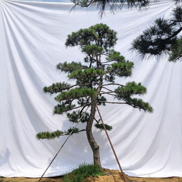 造型松