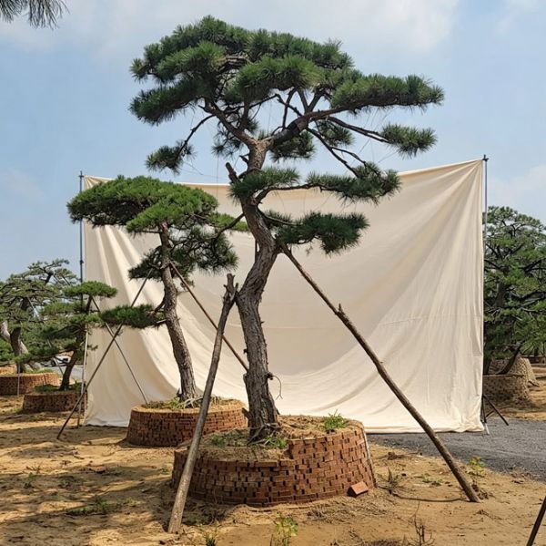 造型松