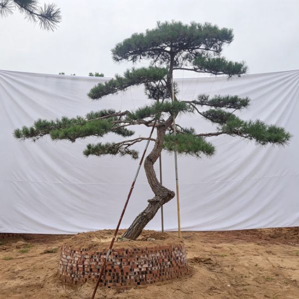 造型松
