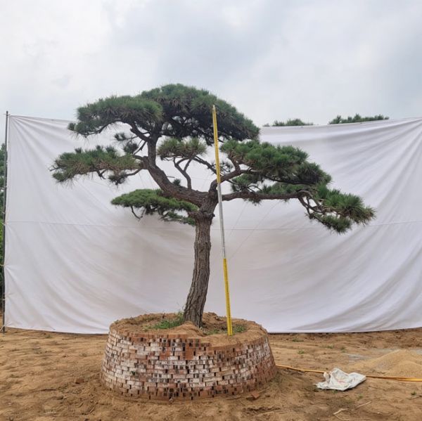 造型松
