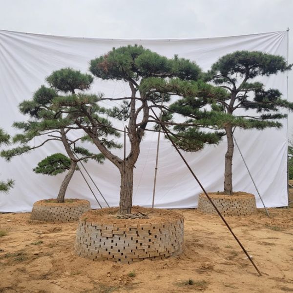 造型松