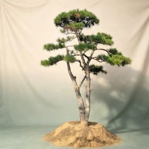 造型松