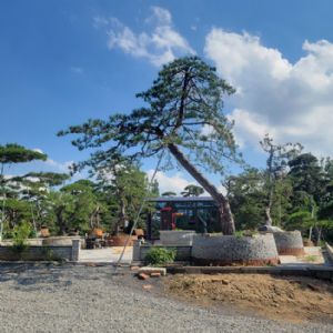 造型松