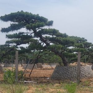造型松