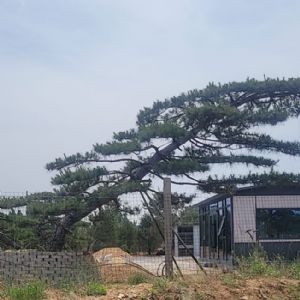 造型松