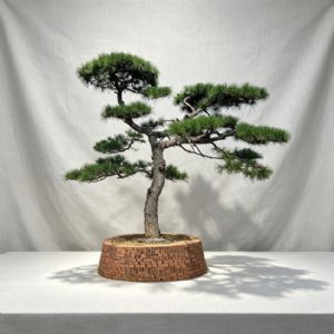 造型松