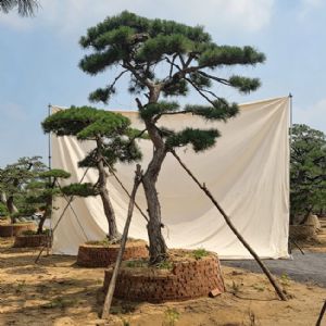 造型松