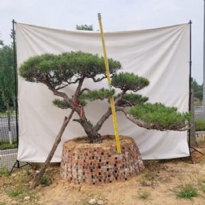 造型松