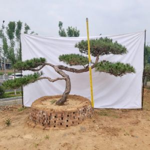 造型松