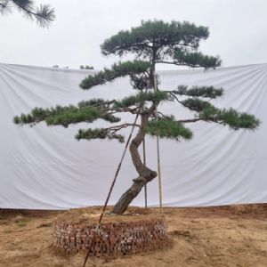 造型松