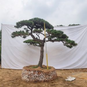 造型松