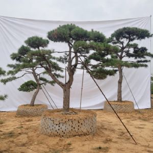 造型松