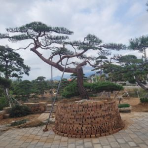 造型松